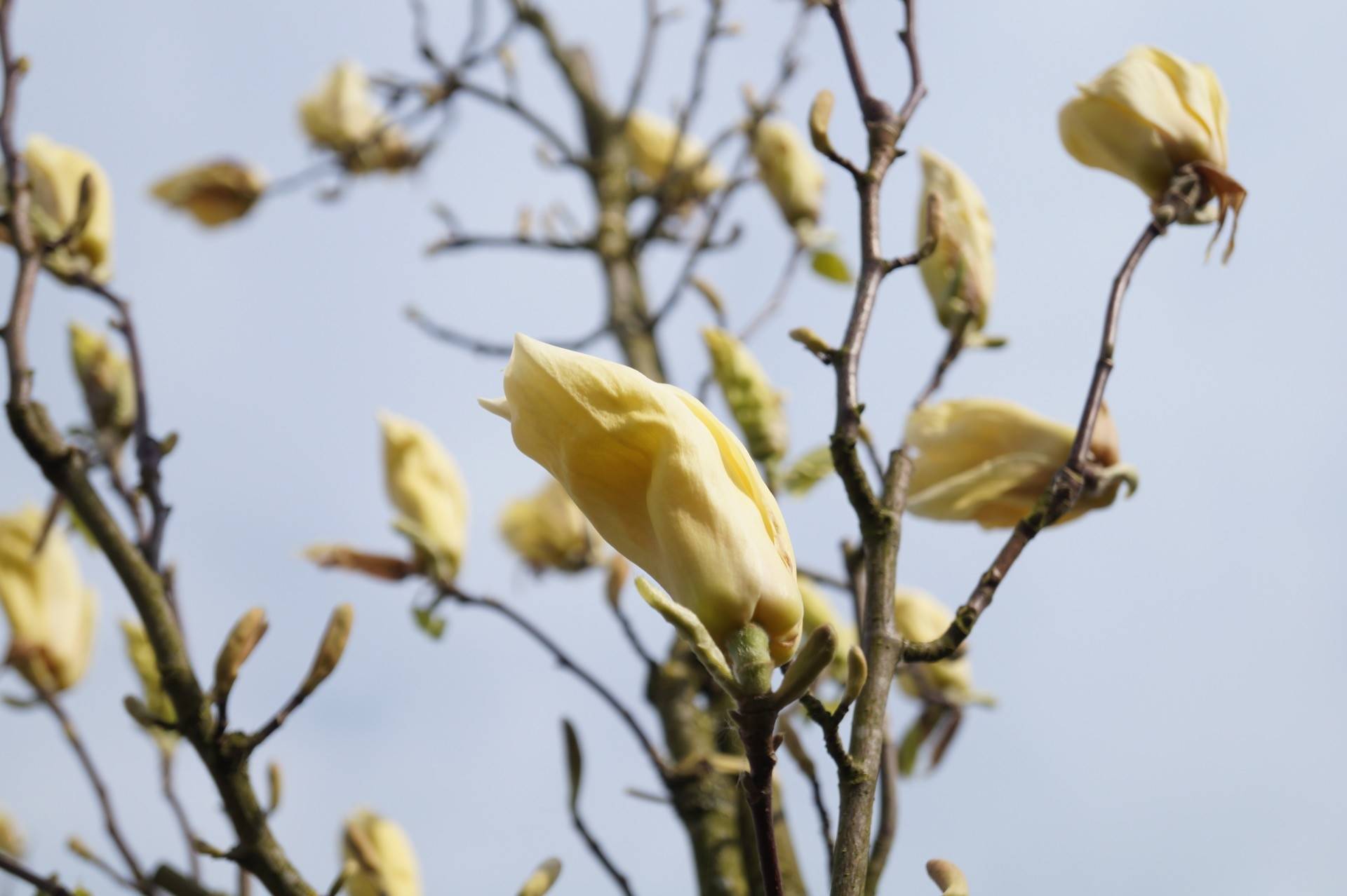Magnolia Yellow Lantern_01